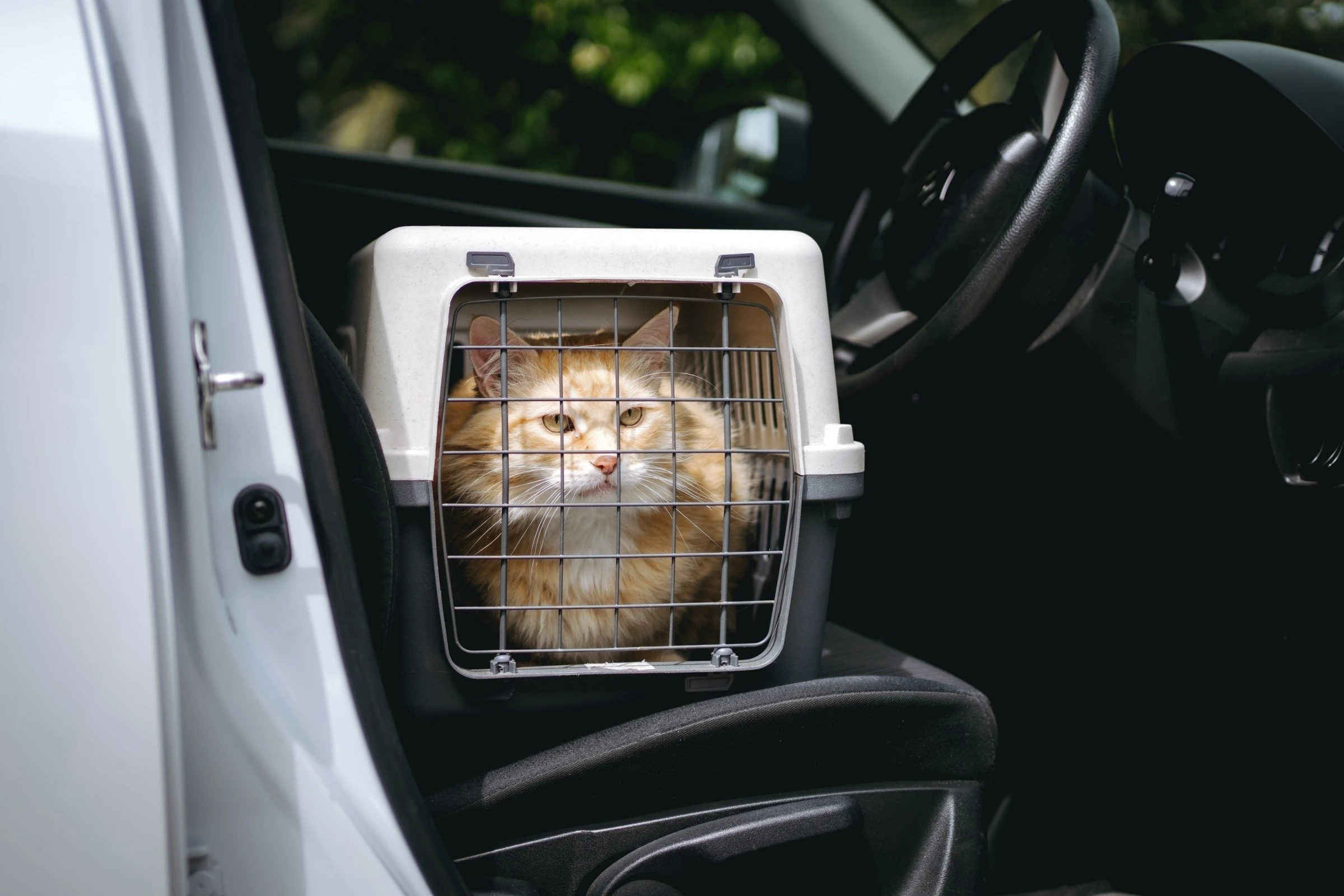Moving with Pets Made Easy: Best Pet Carriers & Pet Transporters