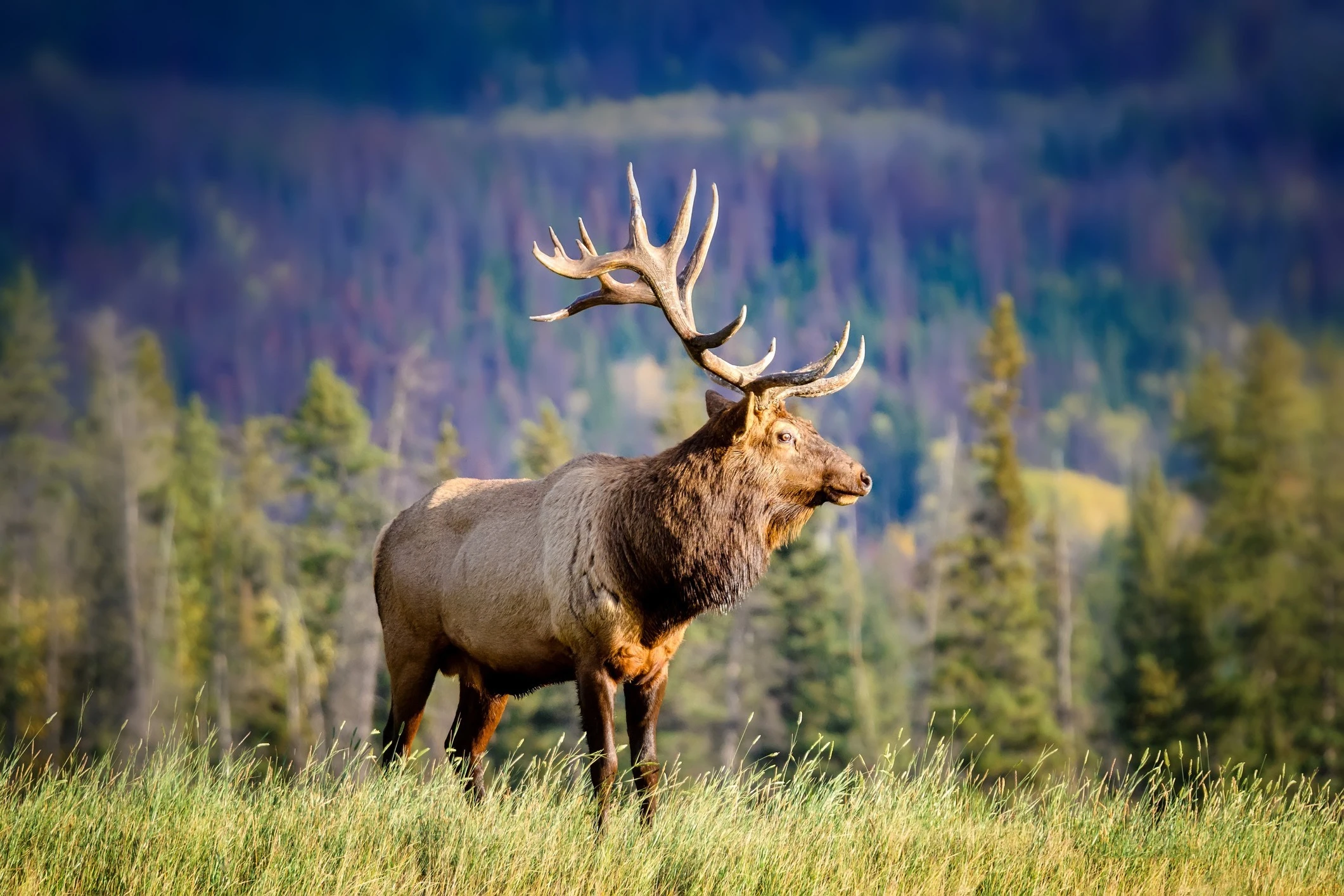 The Ultimate Guide to Canadian Wildlife: Where to See Iconic Animals