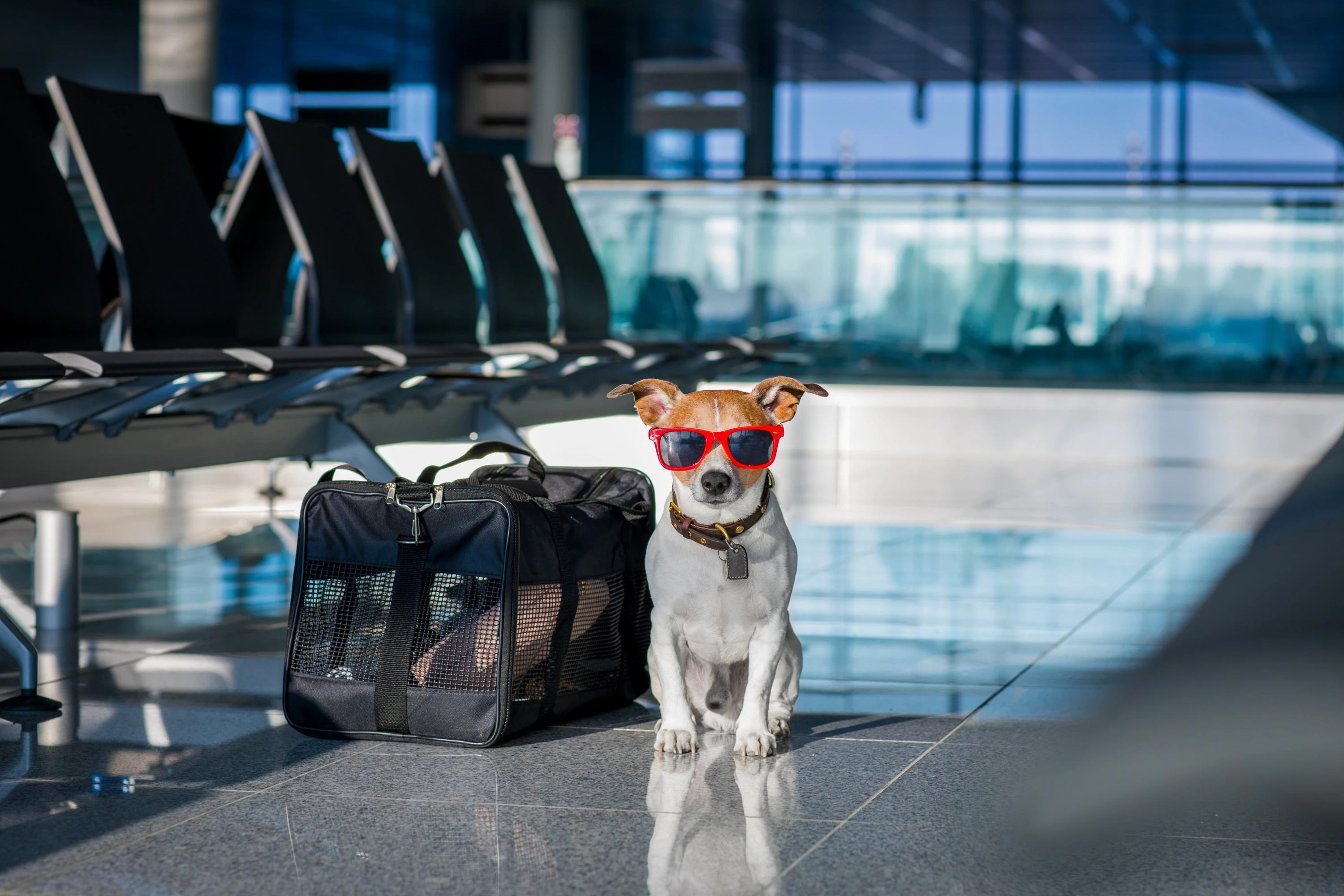 Flying With Pets: What You Need to Know