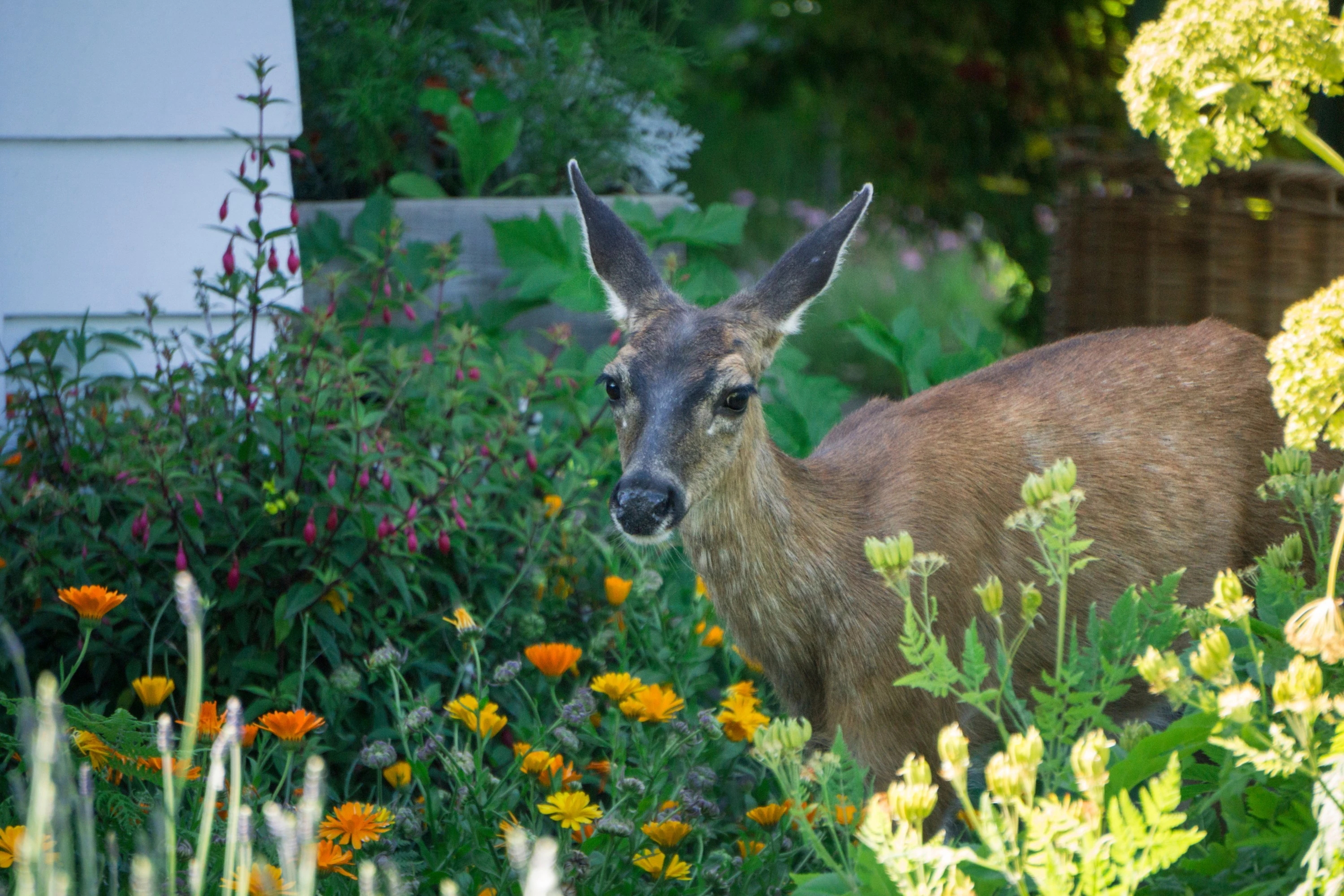 Gardening in Canada: Protect your garden from deer, bears, and wildlife