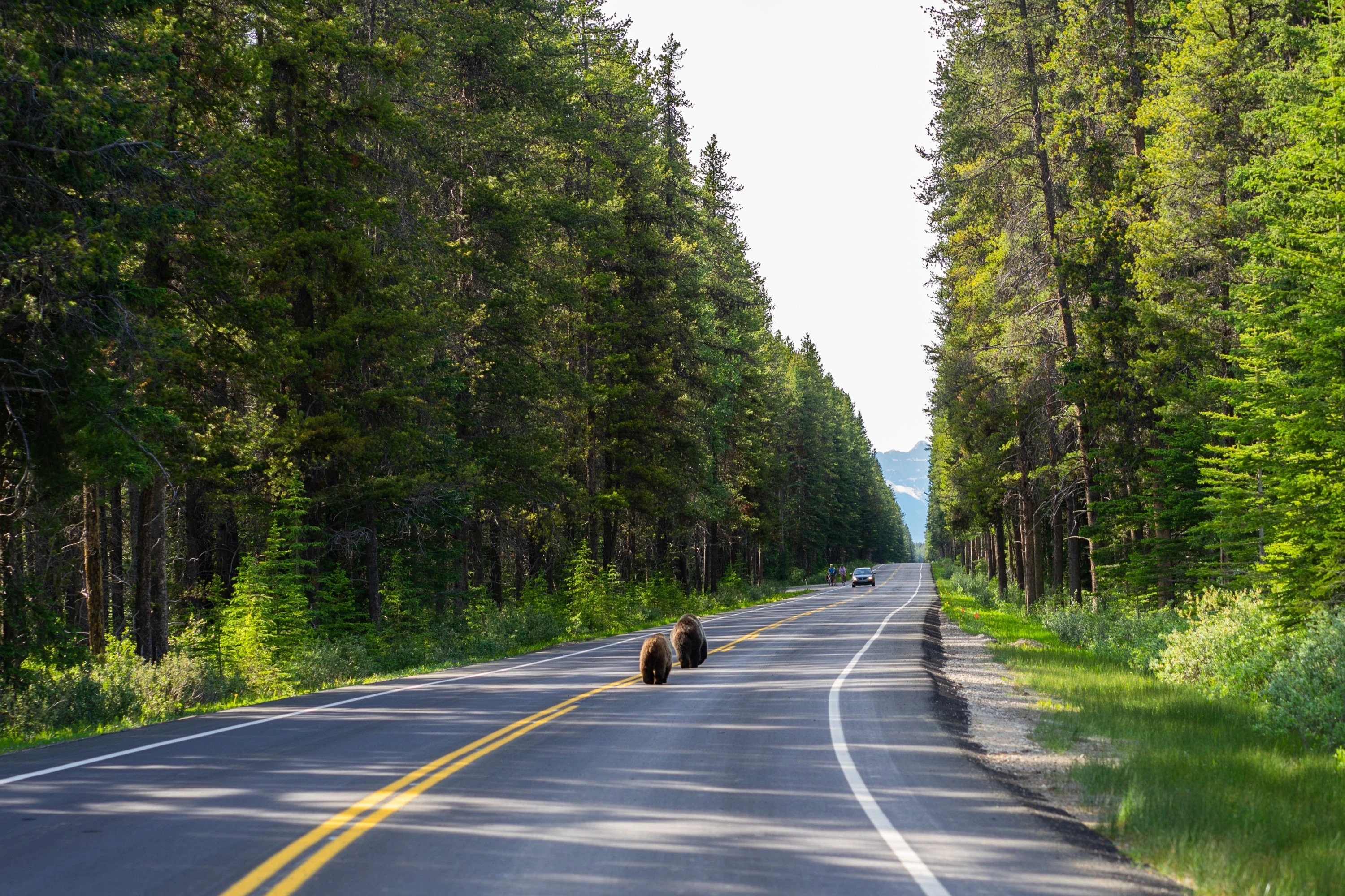 Wildlife Encounters in Canada: How to Respect Predators and Stay Safe