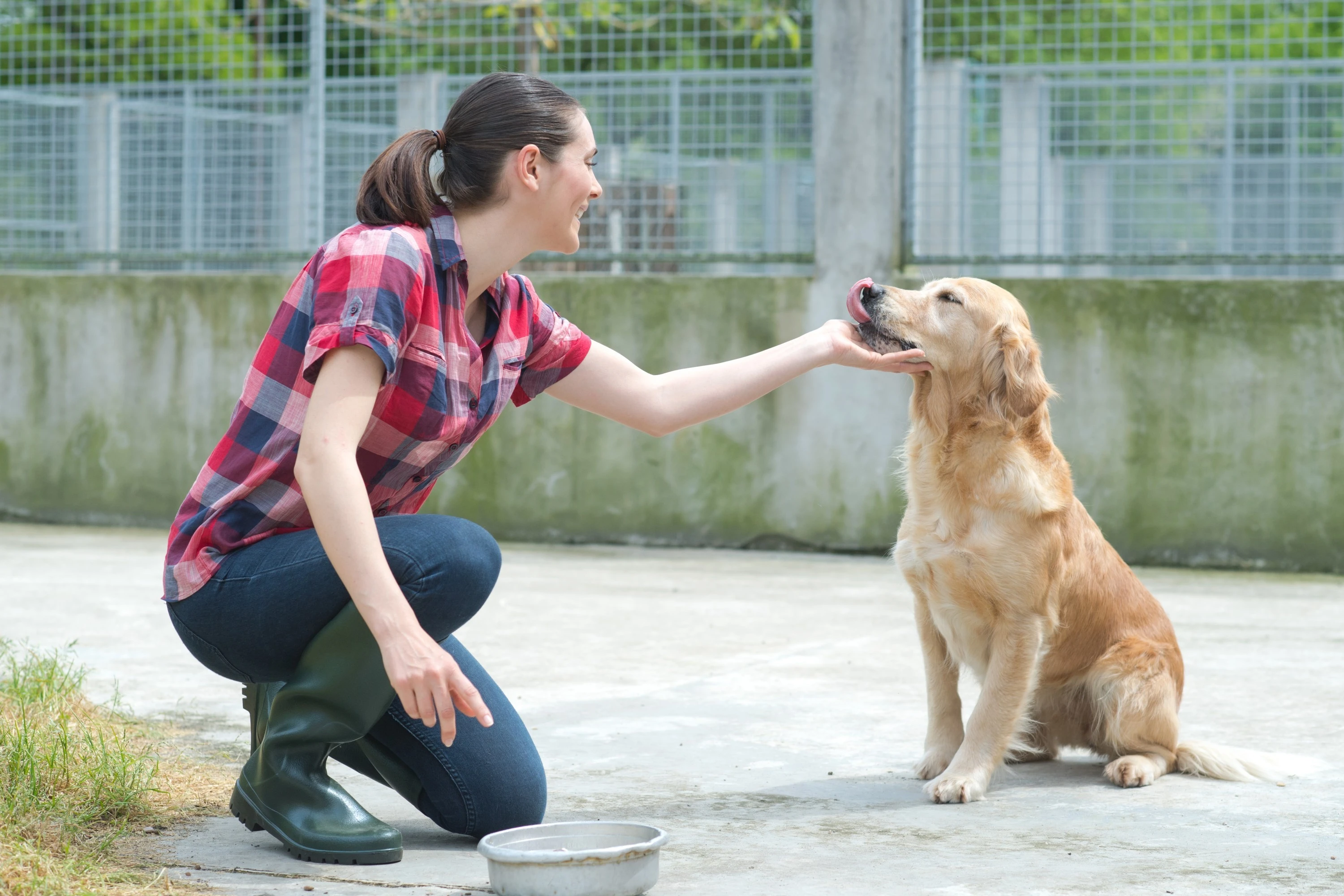 Where to Adopt a Dog or Cat in Montreal?