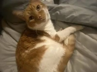 2 adult cats