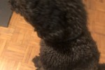 1 year old standard poodle