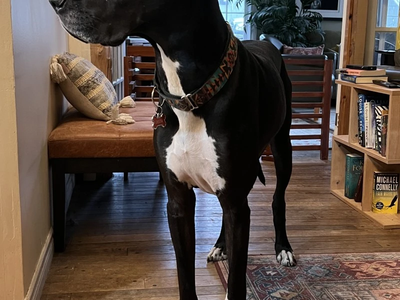 3 year old spayed female Great Dane