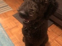 1 year old standard poodle