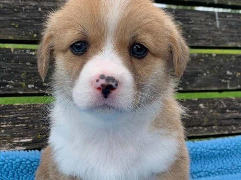 3 month old Corgi