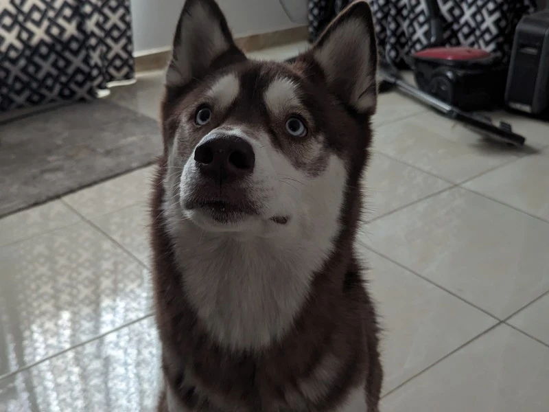 Husky 2 year