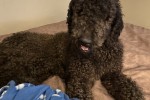 Male standard poodle Toronto to Sarina