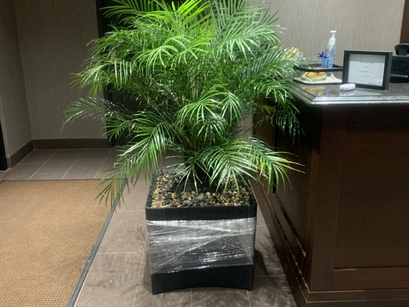 Large plant