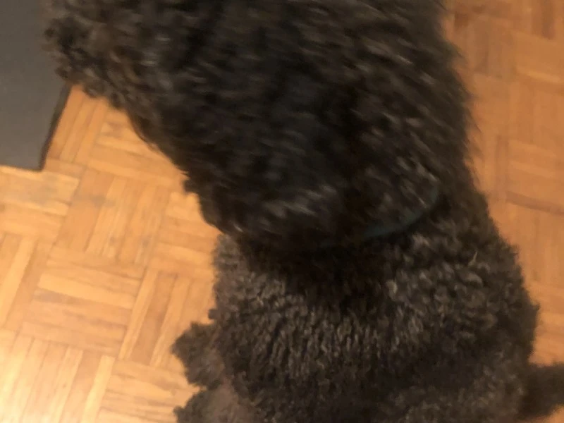 1 year old standard poodle