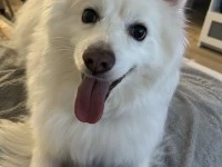 7 year old Mini American Eskimo