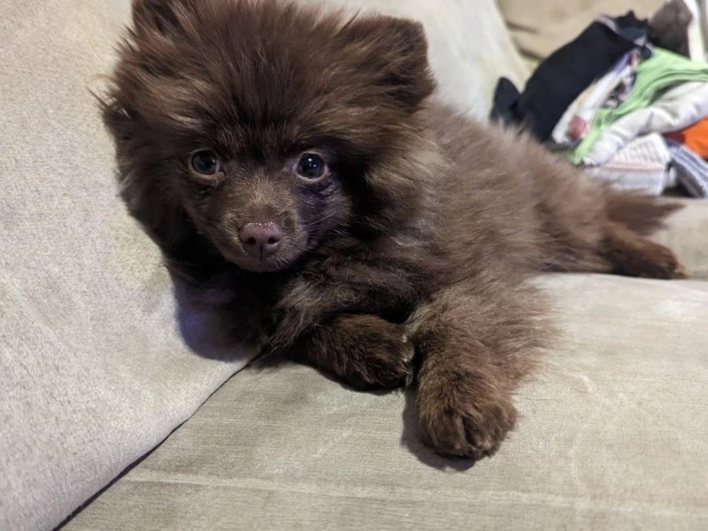 6month old mini Pomeranian