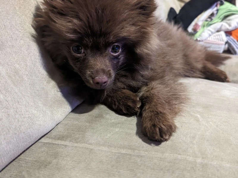 6month old mini Pomeranian