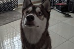 Husky 2 year