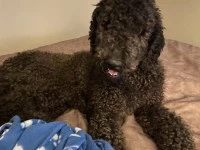 Male standard poodle Toronto to Sarina