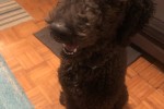 1 year old standard poodle