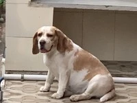 04 year old beagle