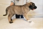 8 week old Anatolian puppy