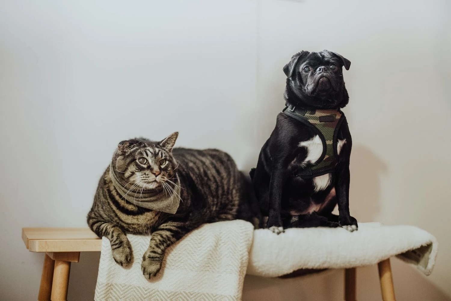 Do’s and Don'ts When Moving with Pets
