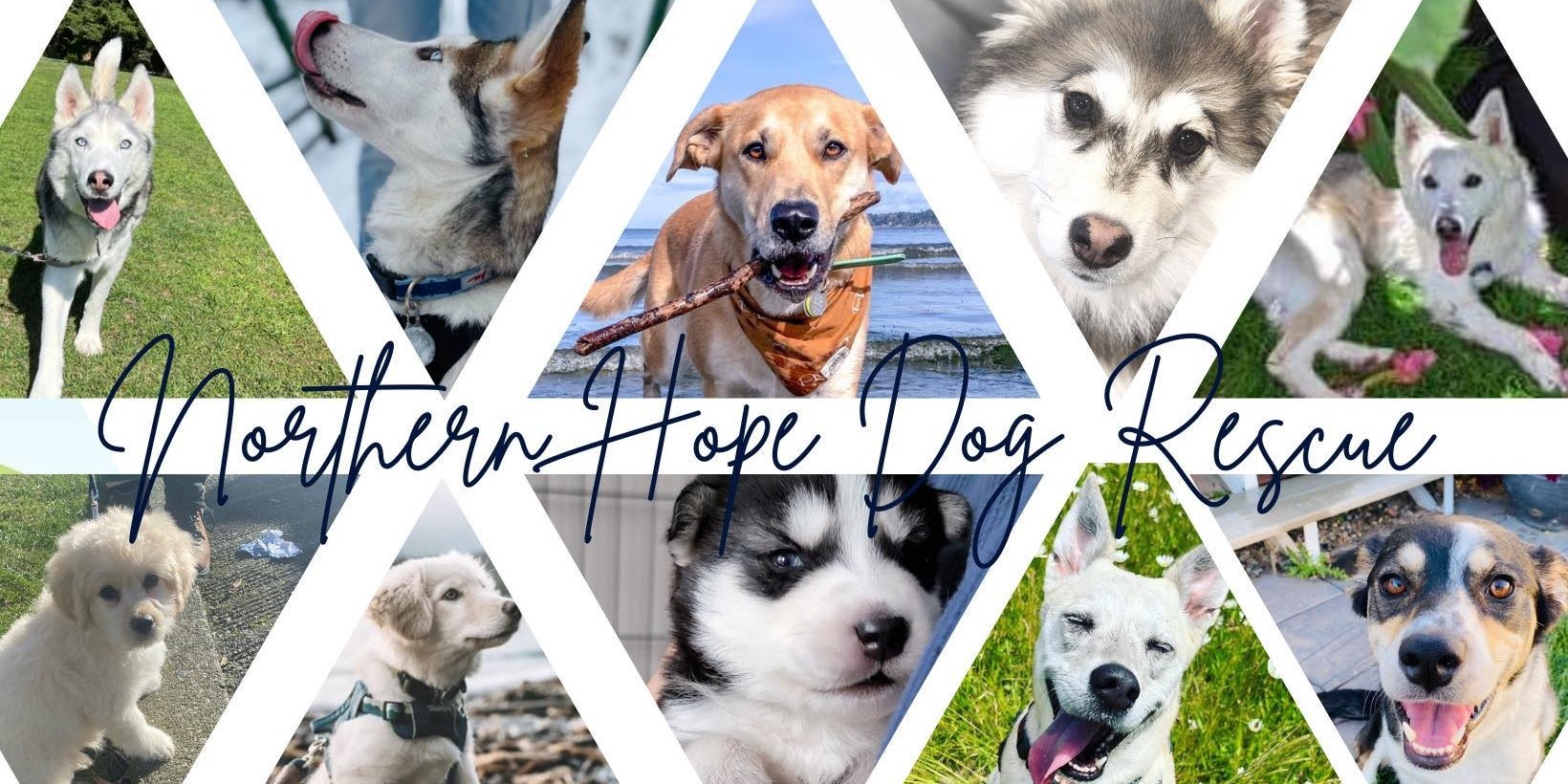 Where to Adopt a Dog or Cat in Vancouver?