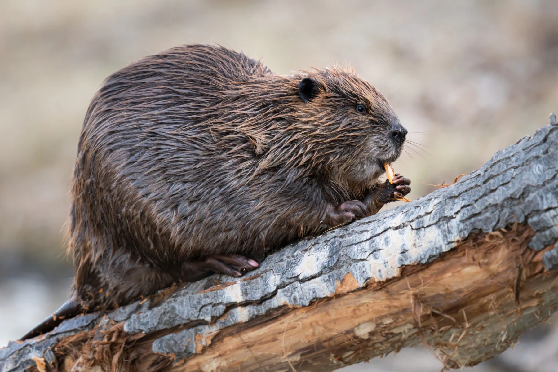 Beavers, A symbol of Canada